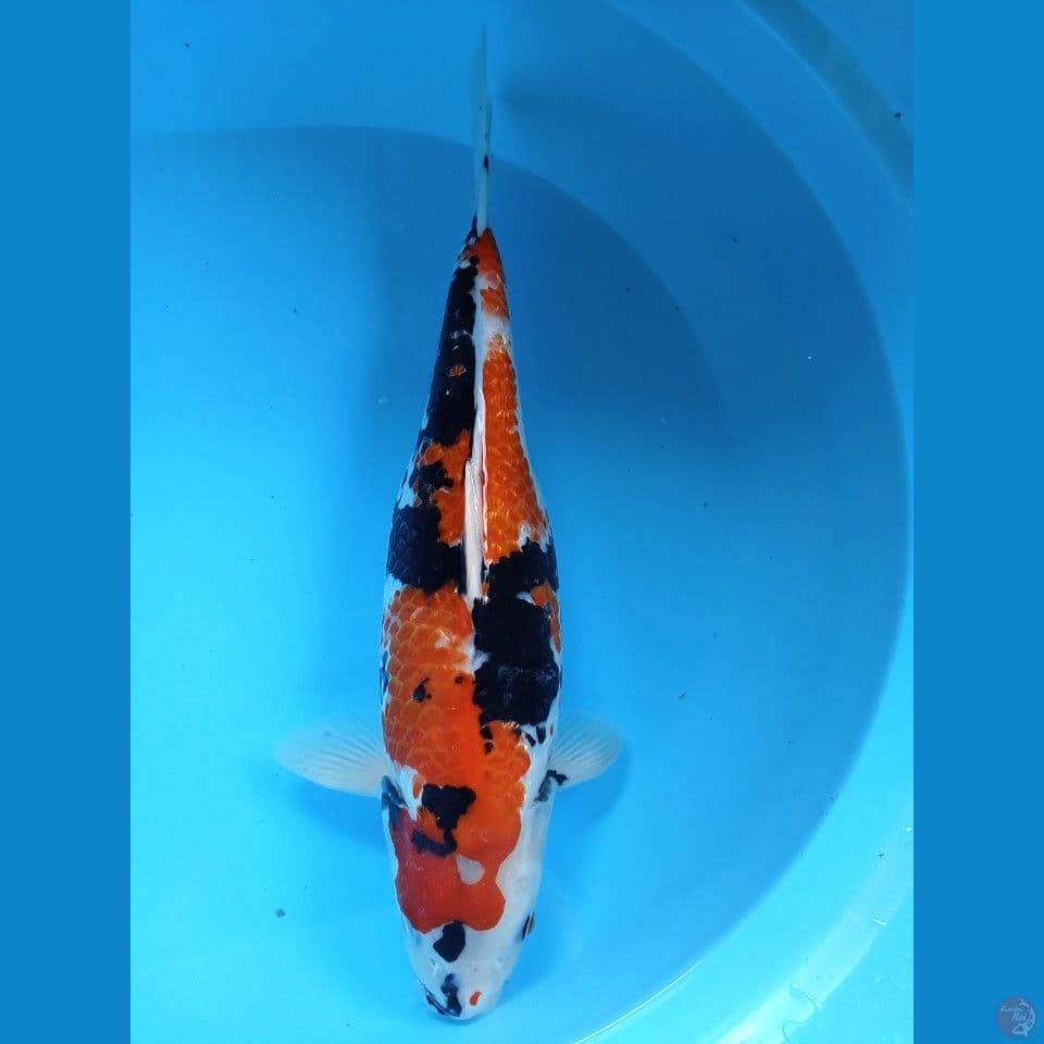 38cm cewek