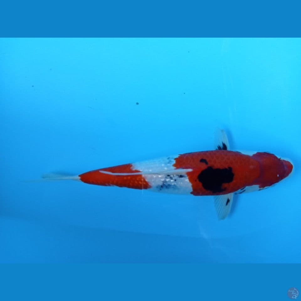 33cm cewk