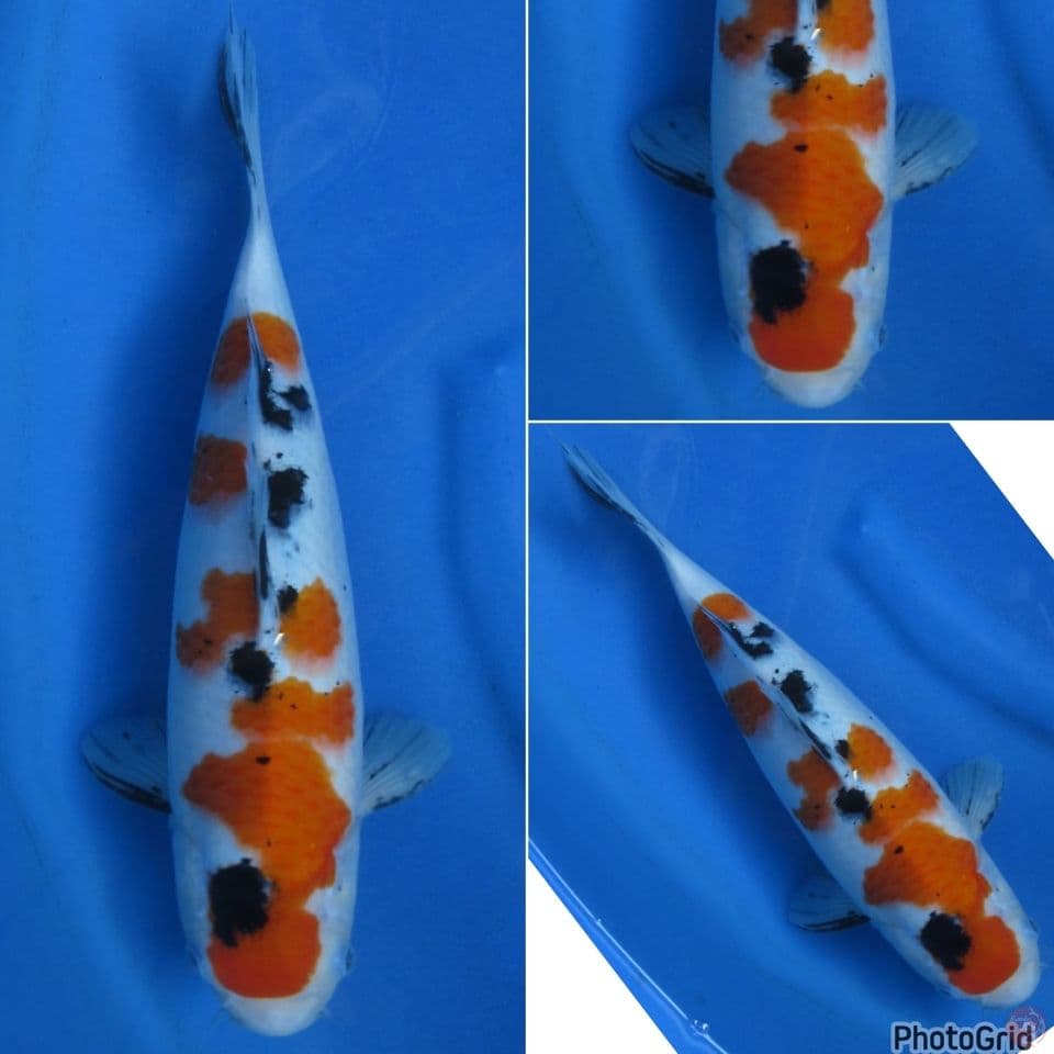 35cm - Sanke