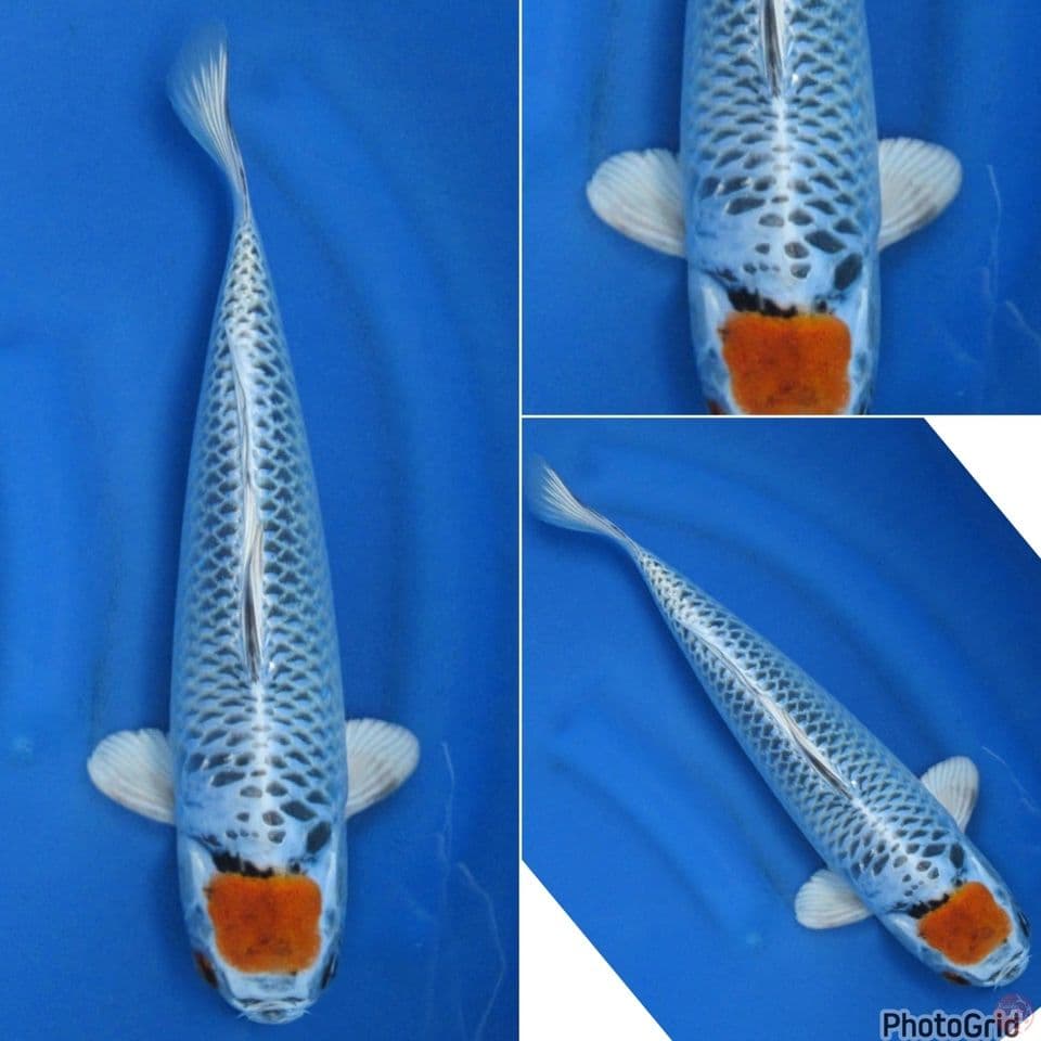 33cm - Tancho