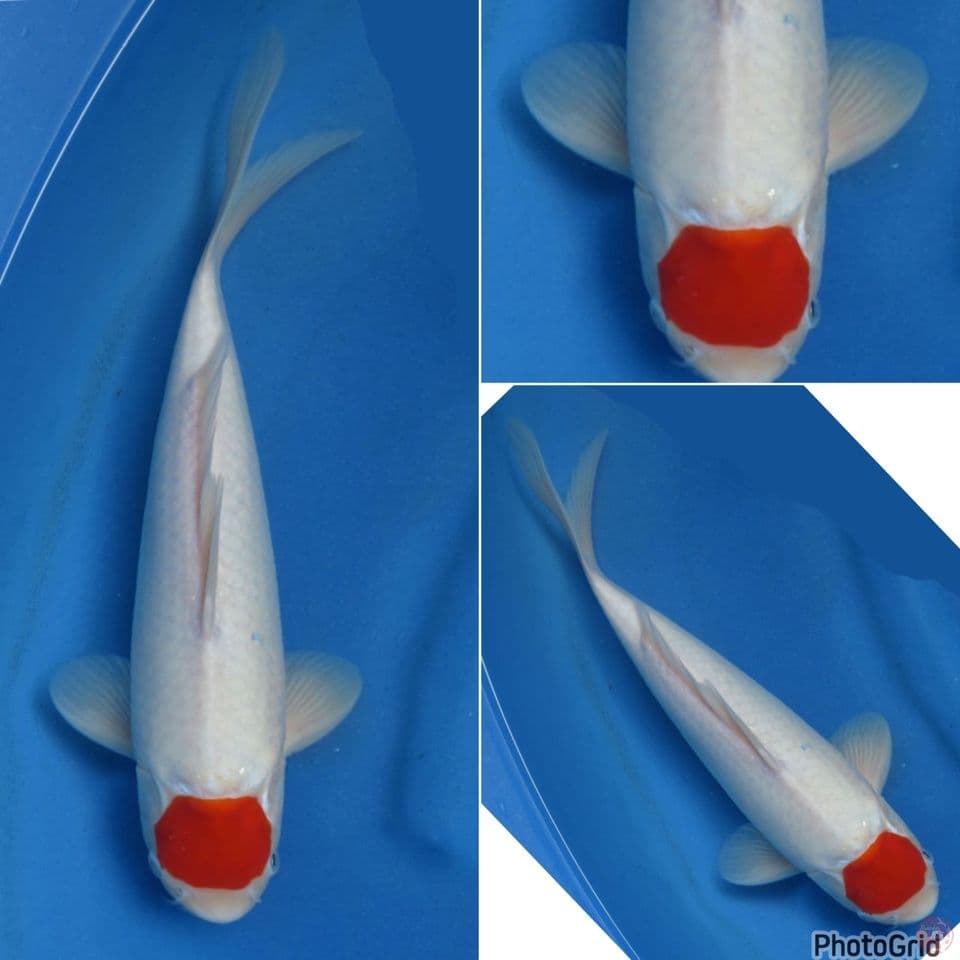 32cm - Tancho