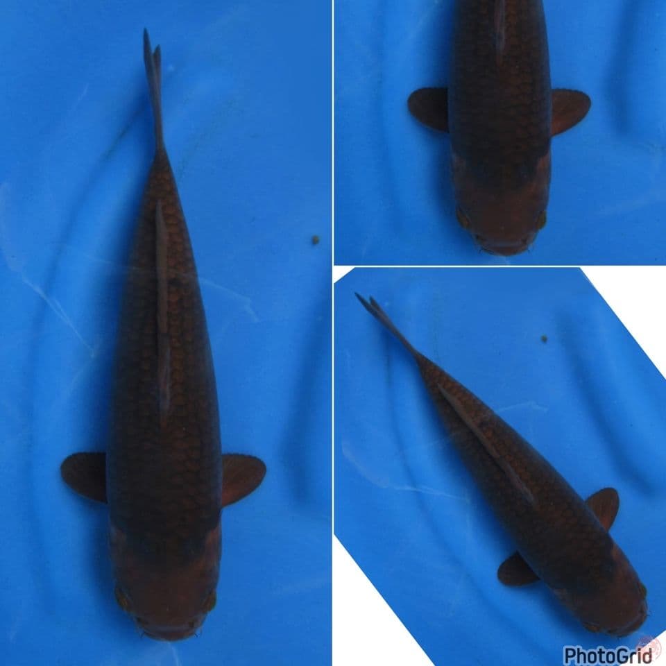 32cm - Caramel Bulky