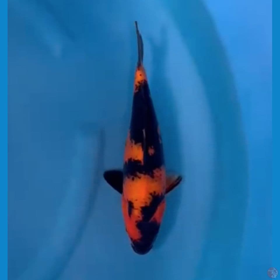Hi Utsuri