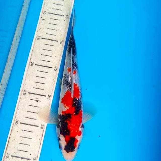 Showa gindrin 25cm