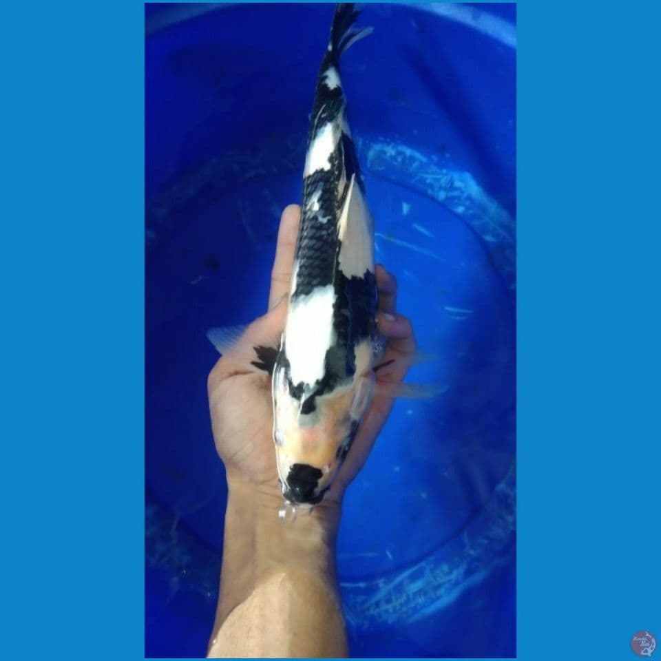 Showa Shiro 35cm