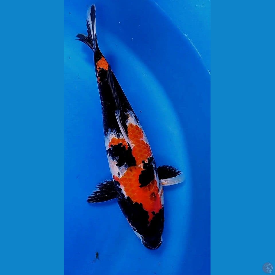 34cm showa sansoku