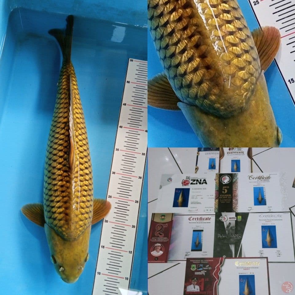 Kinginrin C size 50 cm include 7 serty juara