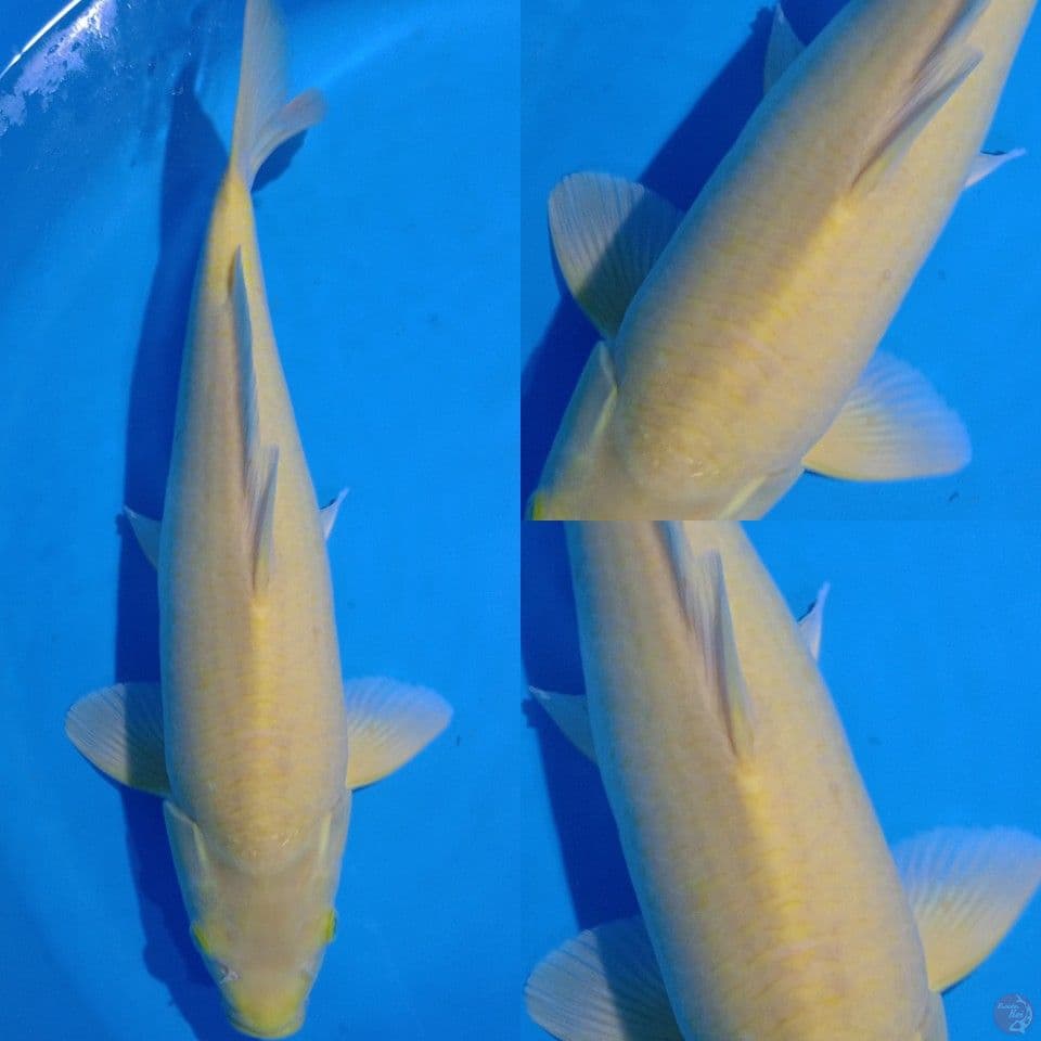 Karashi jantan 49 cm