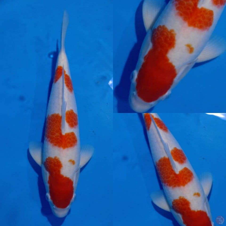 Kohaku Jantan 40 cm