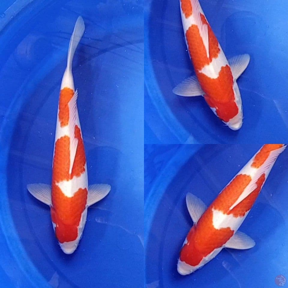 Kohaku Inazuma Original 35 cm