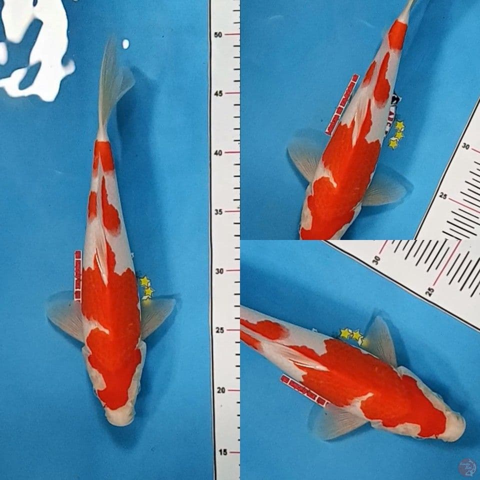 Kohaku 30 cm