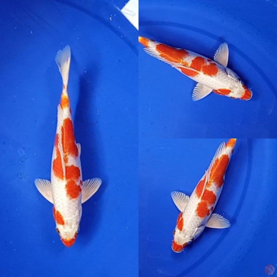 Hikari Moyomono 23 cm