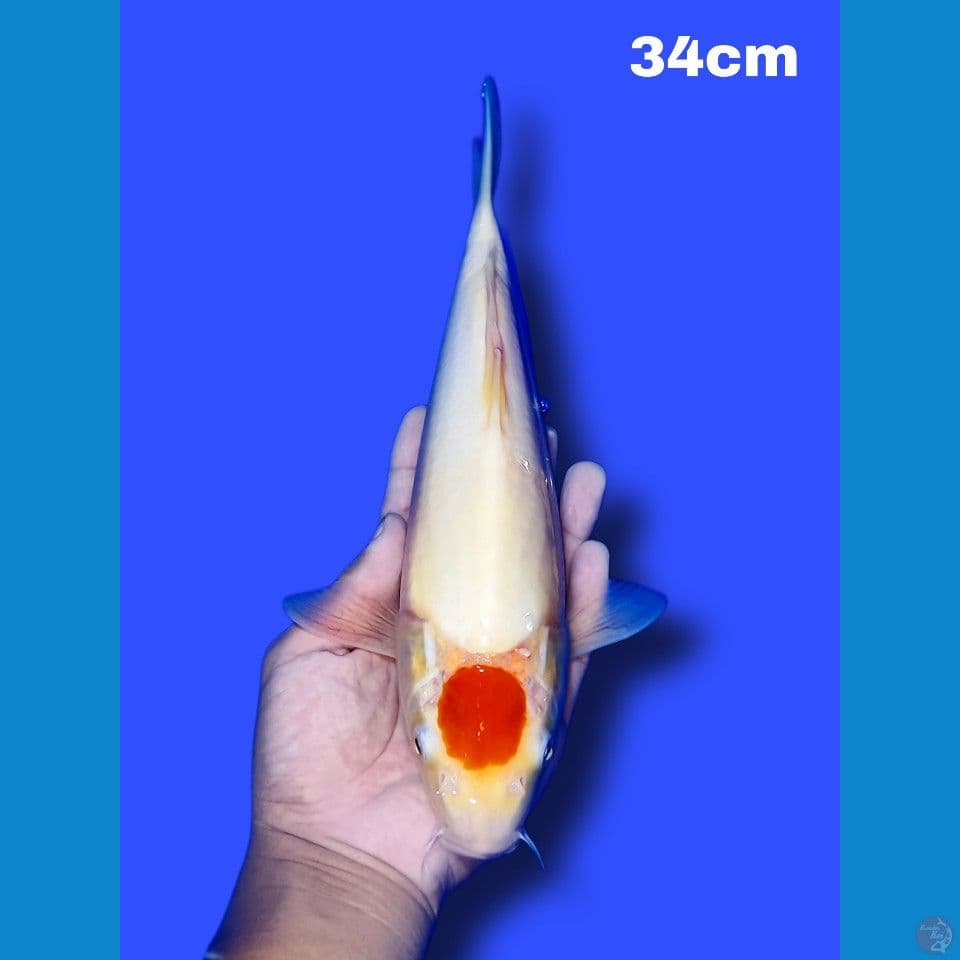 34 cm tancho kohaku original