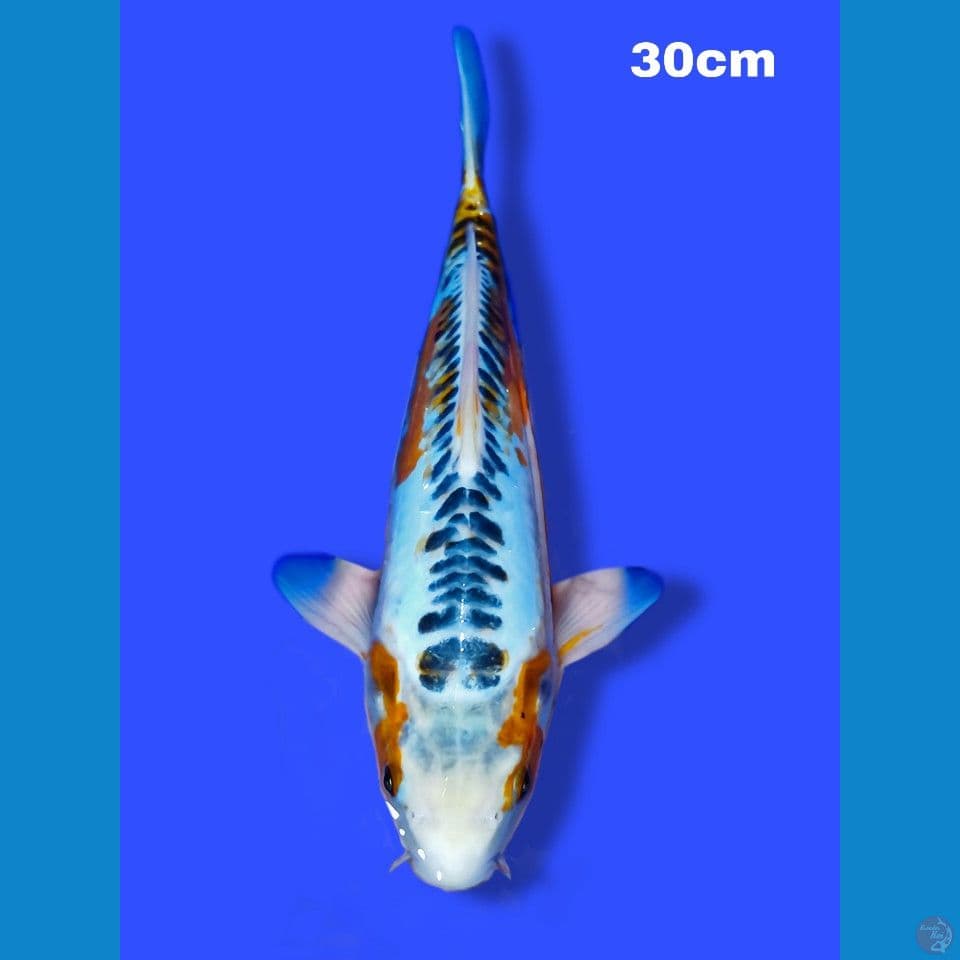 shusui 30 cm male