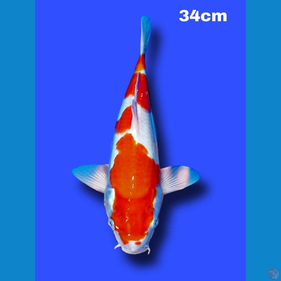 34 cm kohaku