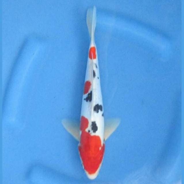 Sanke 27cm