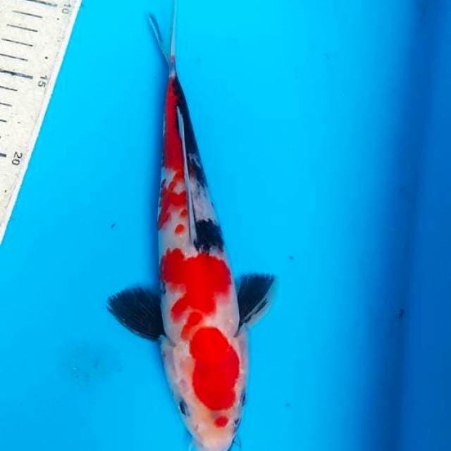Showa 25cm
