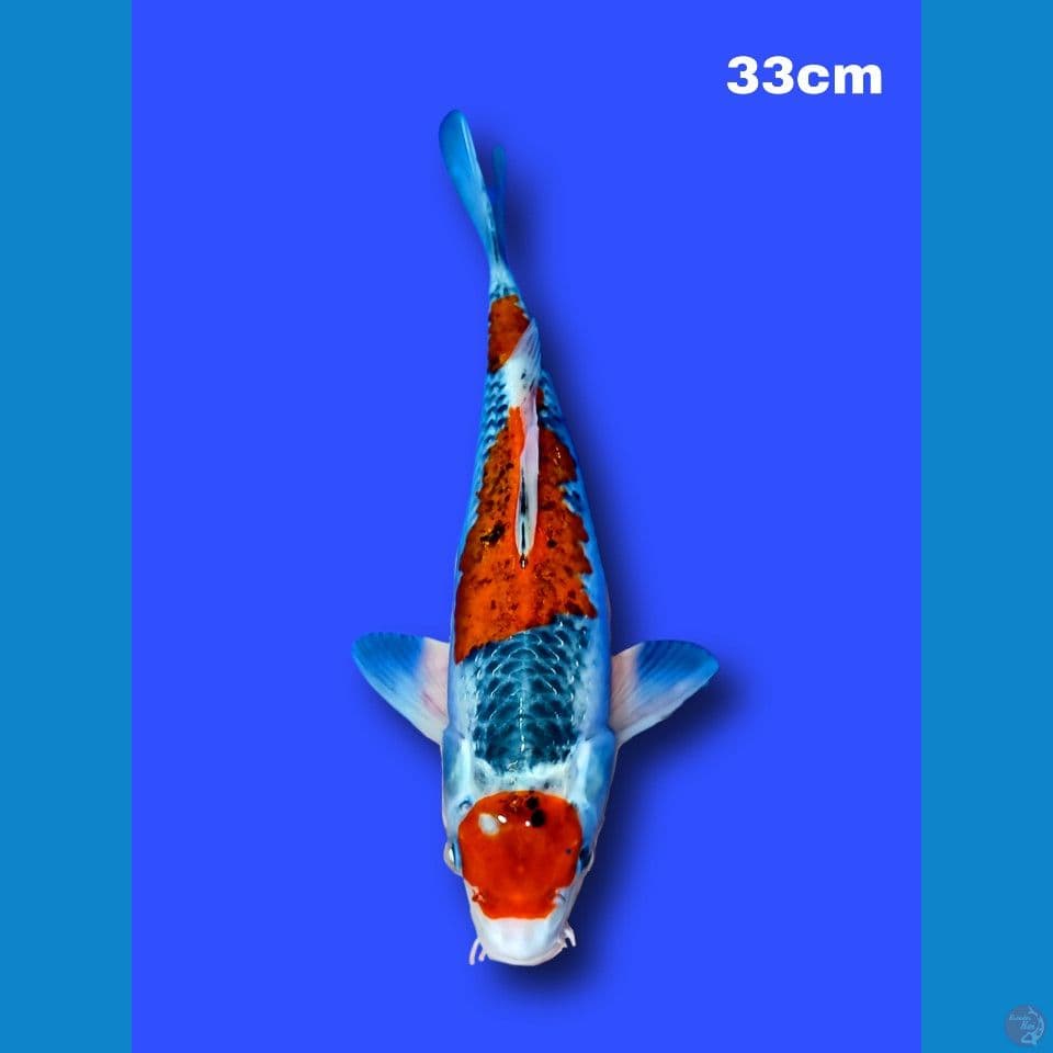 Goshiki 33 cm male
