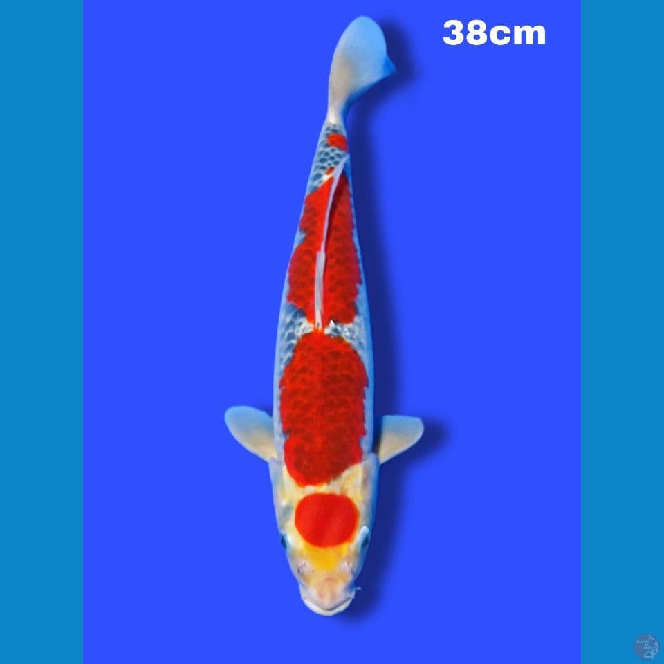 HQ SQ goshiki 38 cm