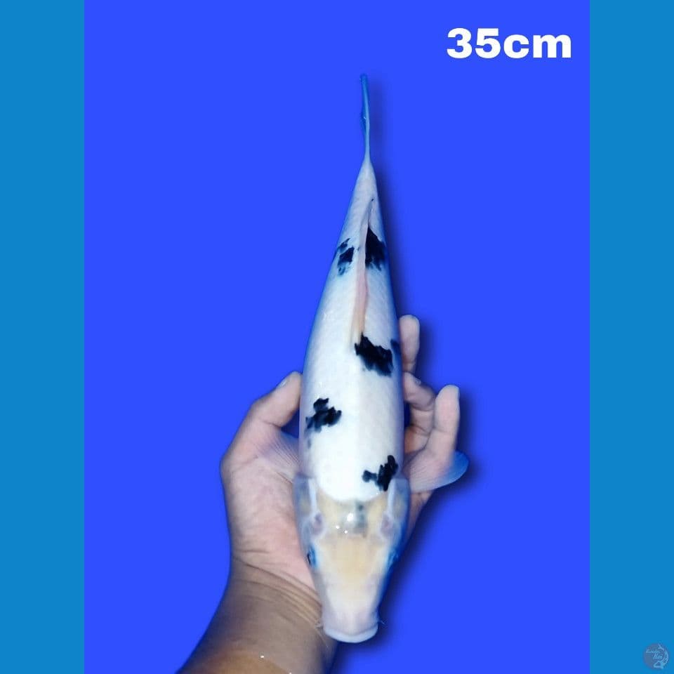SQ Bekko 35 cm putih bersih