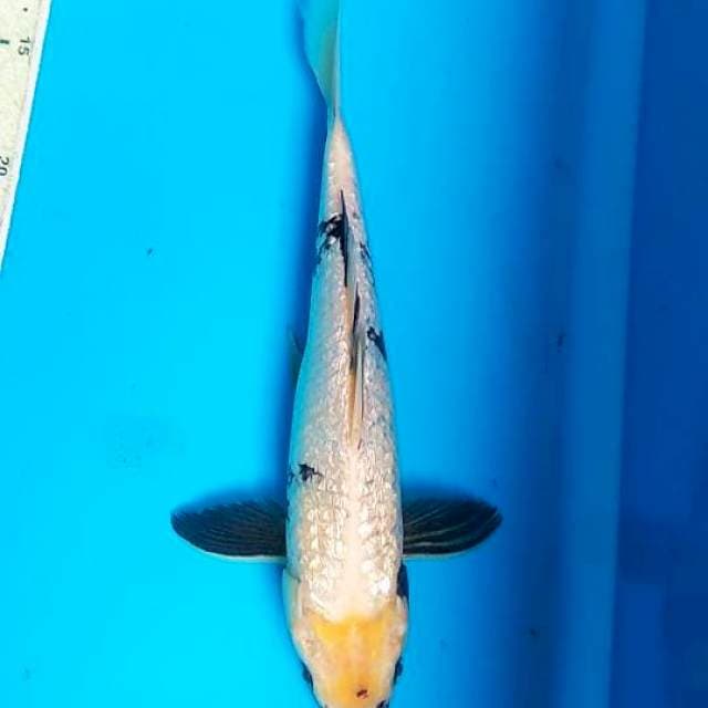 Shiro gindrin 29cm