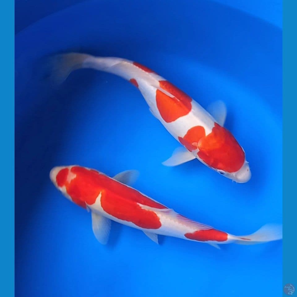 DUO DOITSU 34-36CM