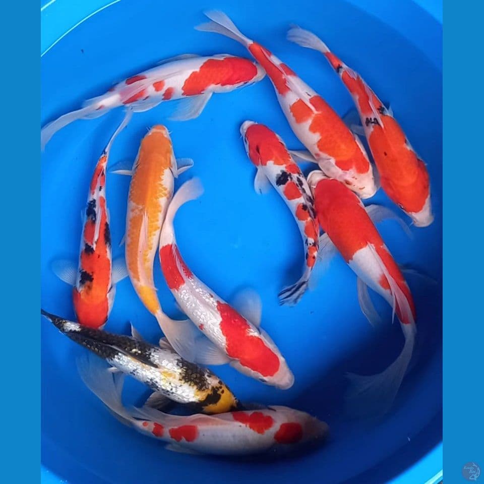 Mix 10 ekor 26-33cm