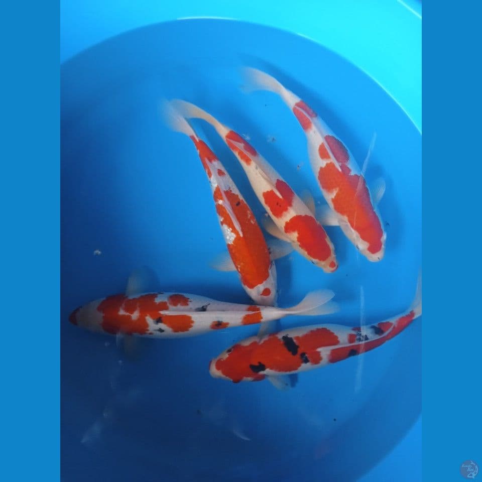 kohaku sanky 40-43cm 5 ekor