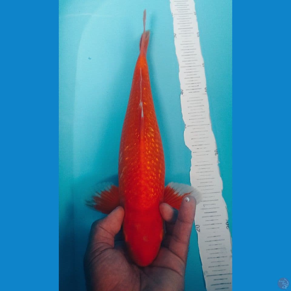 HAJIRO 37CM