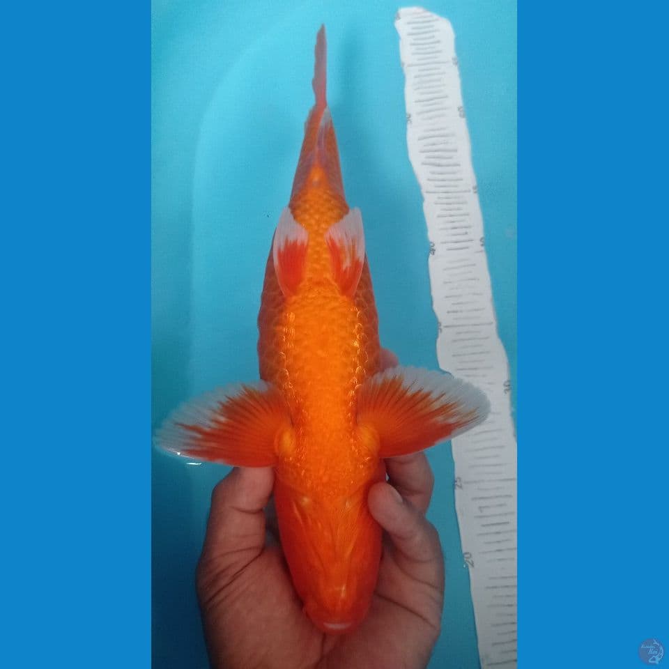 HAJIRO 37CM