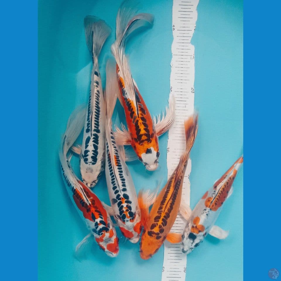 KUMPAY 27,30CM