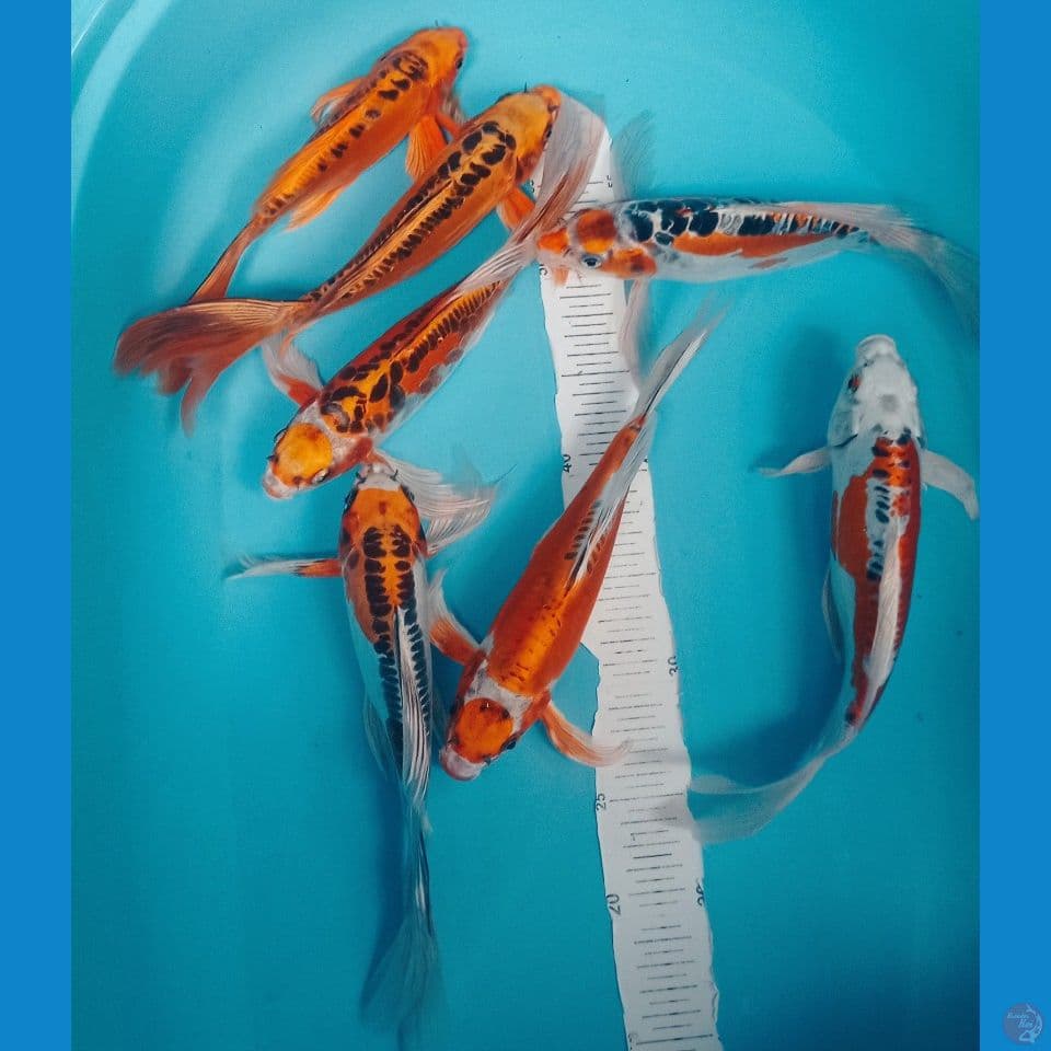 KUMPAY 25,27CM