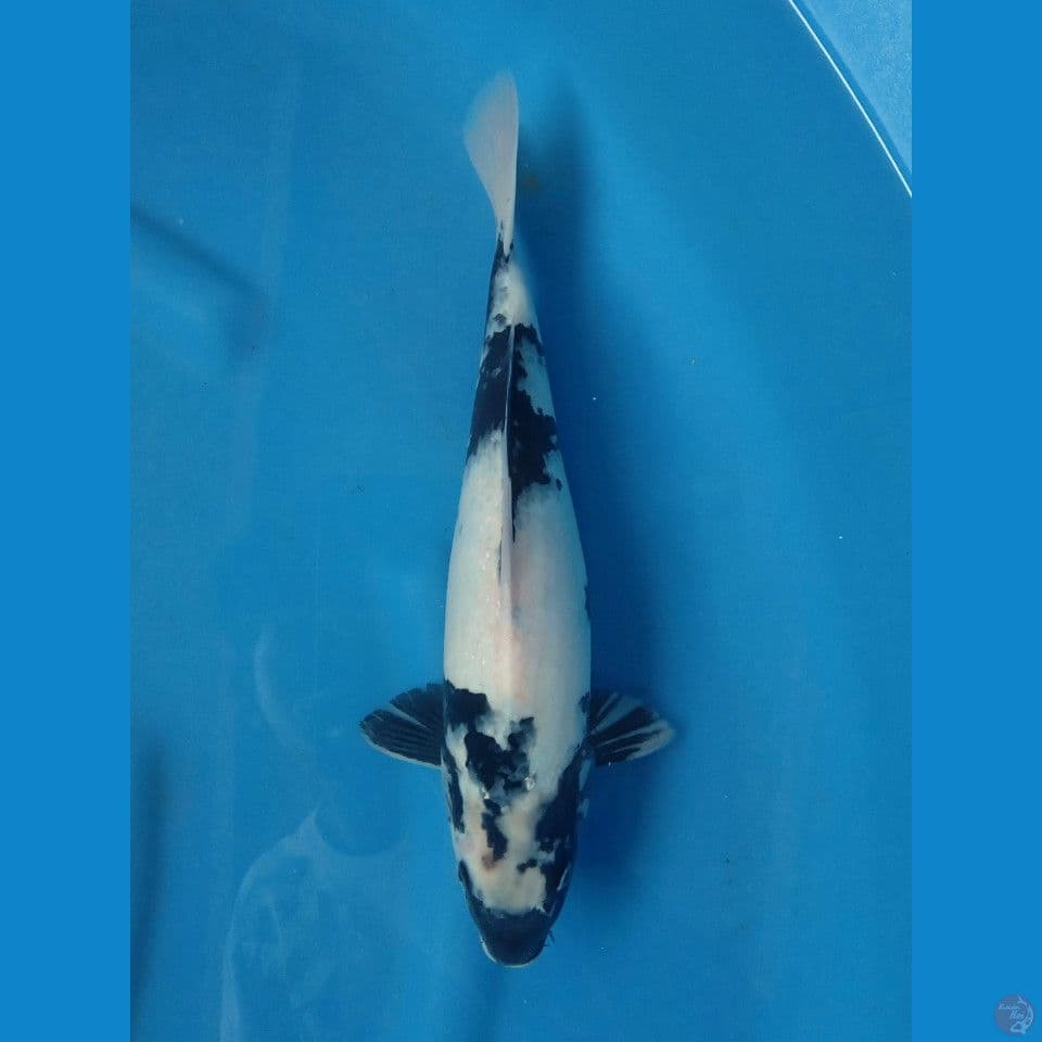 SHIRO 35CM
