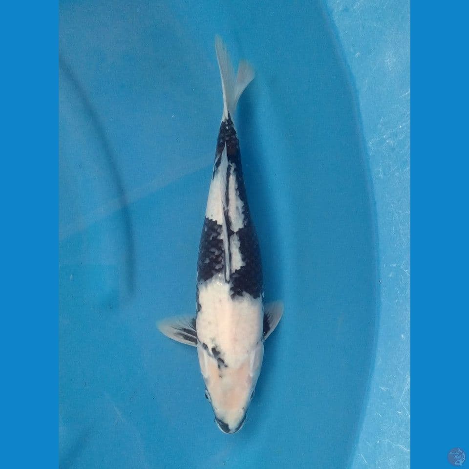 SHIRO 35CM