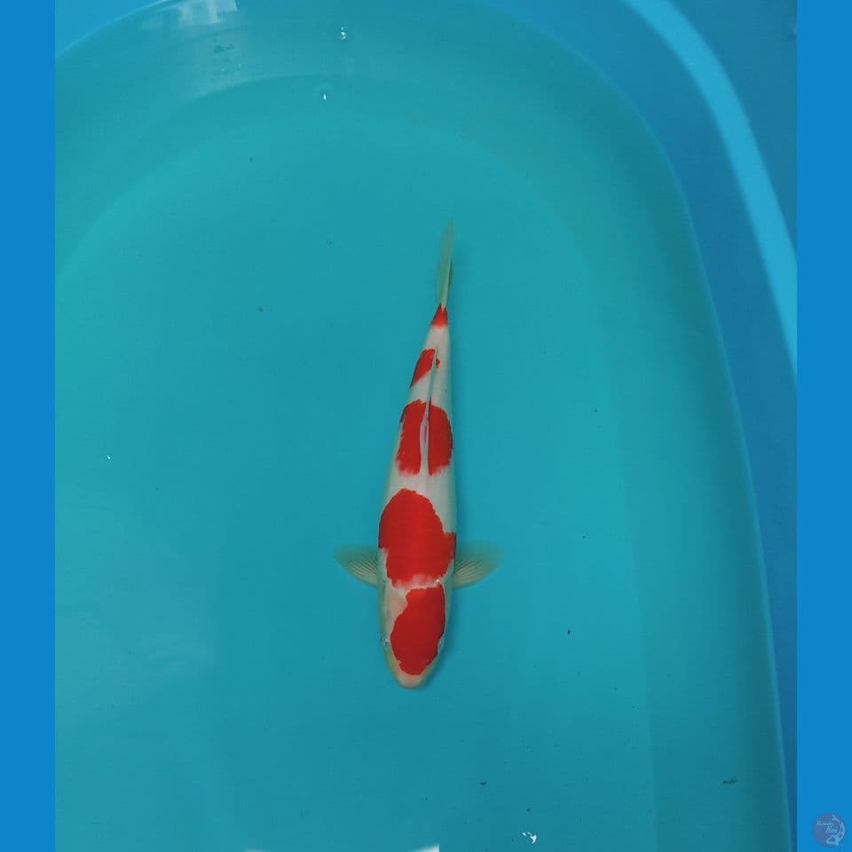 Kohaku Original 5step SQ Male 32cm™