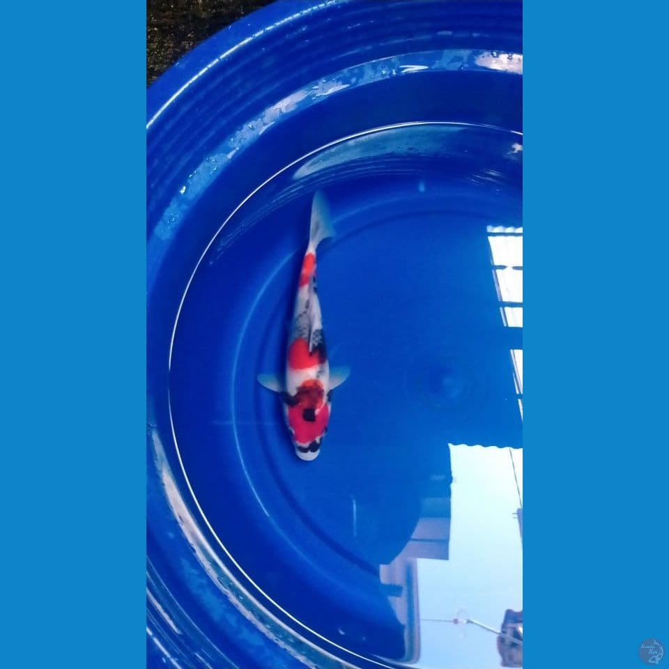 Showa Original SQ 29cm™