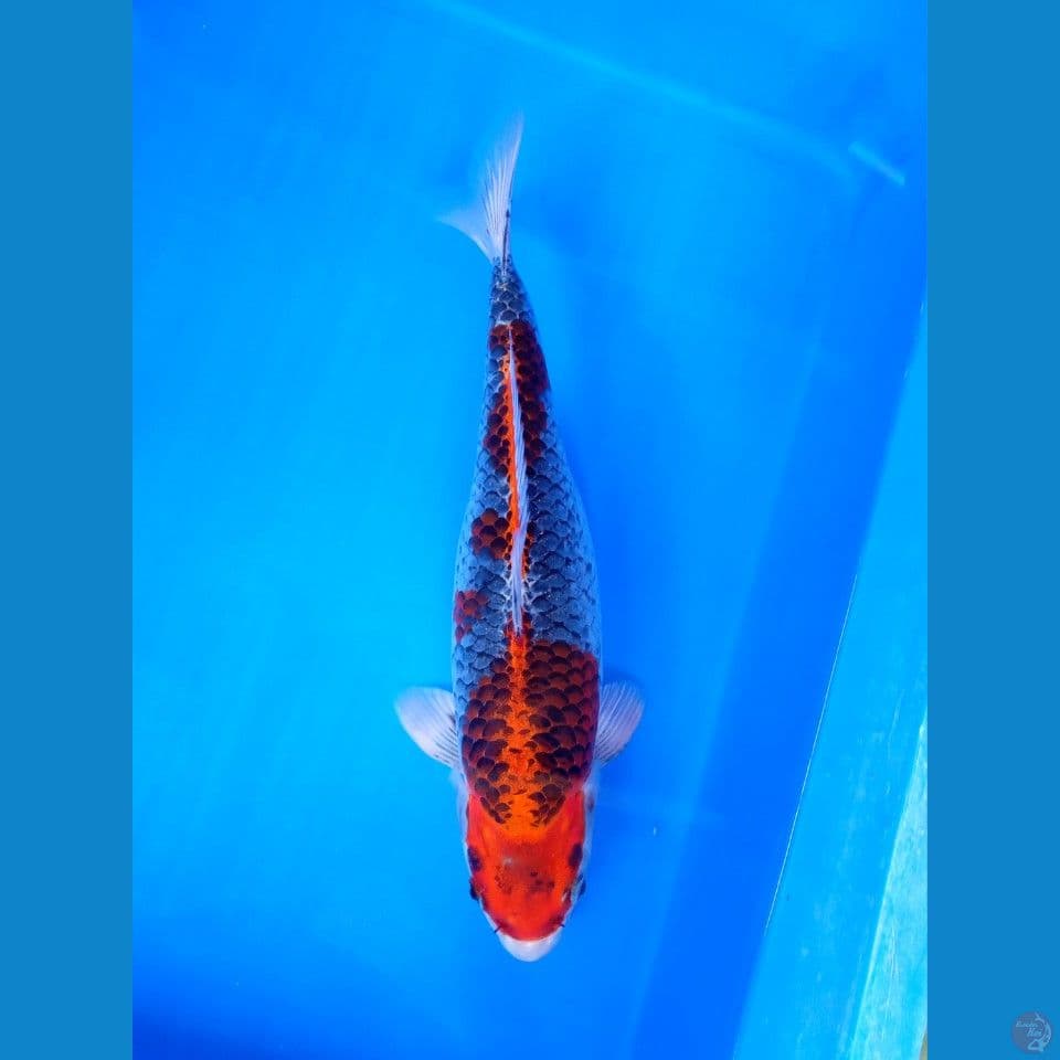 BENI GINGGA 35CM
