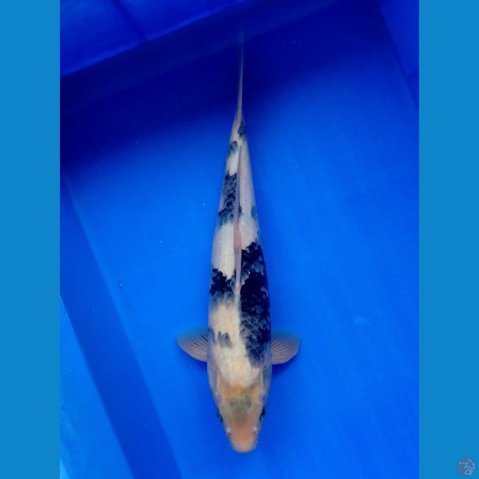 SHIRO MALE TATEGOI 40CM