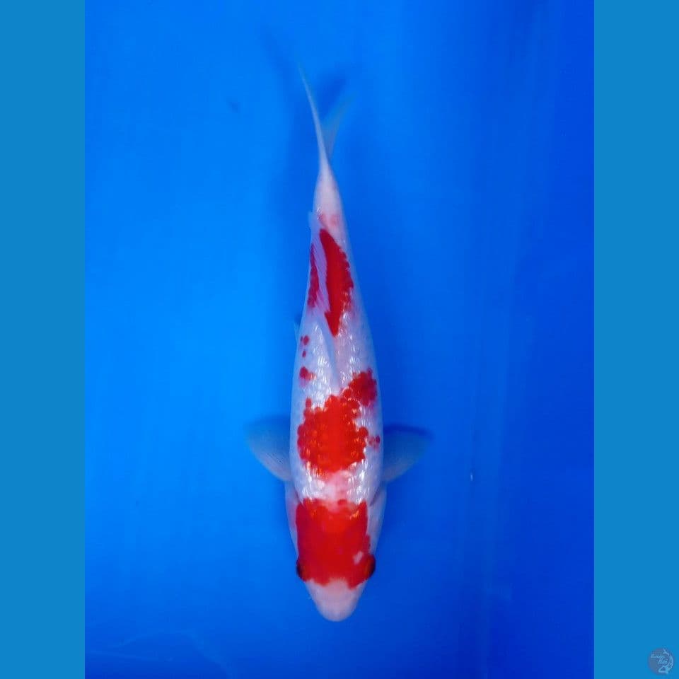 MARUTEN KOHAKU GINRIN STEP 3 27CM