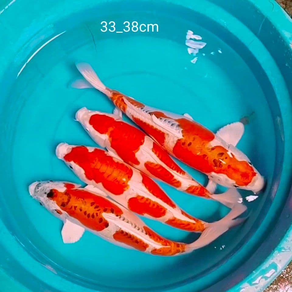 kujaku doit x kikusui 33_38cm