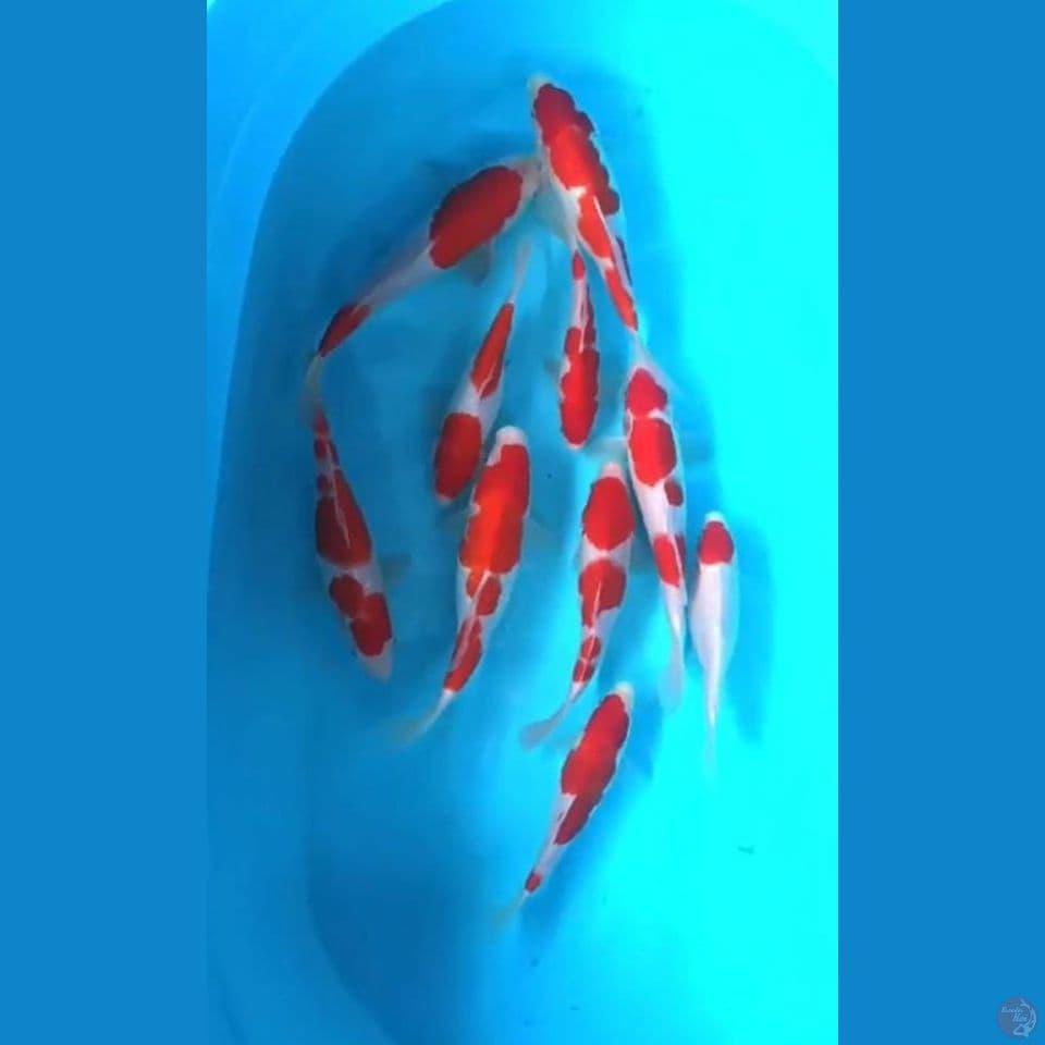 kohaku 17 25 cm