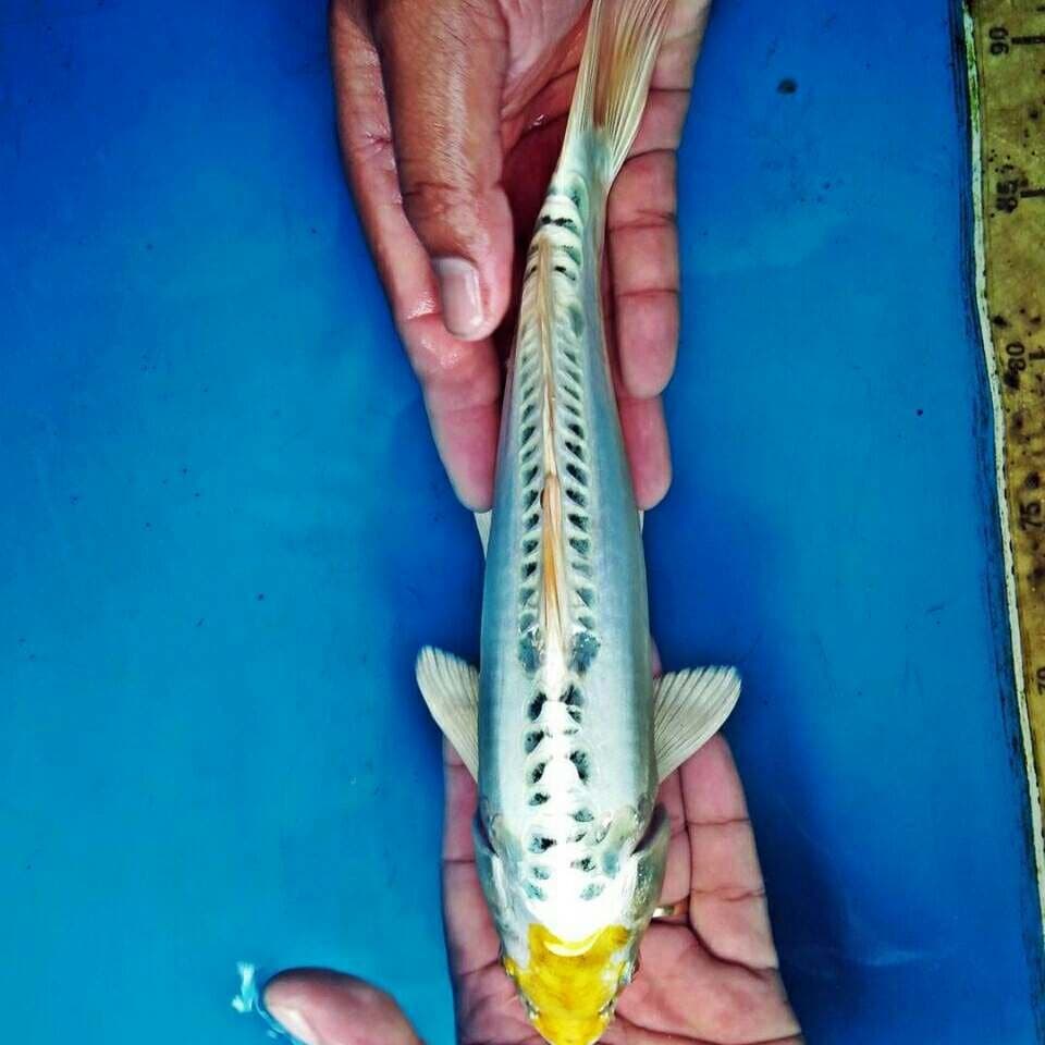 Hariwake
