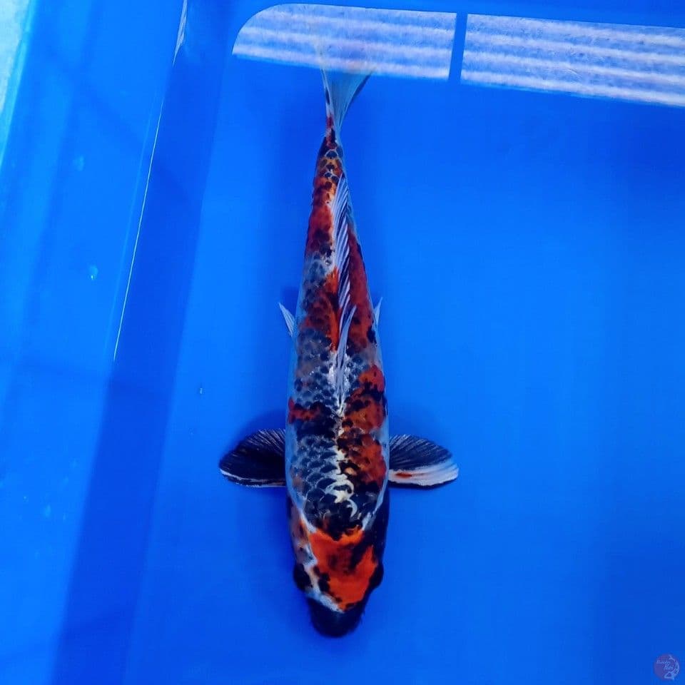 KIN SHOWA MALE 32CM