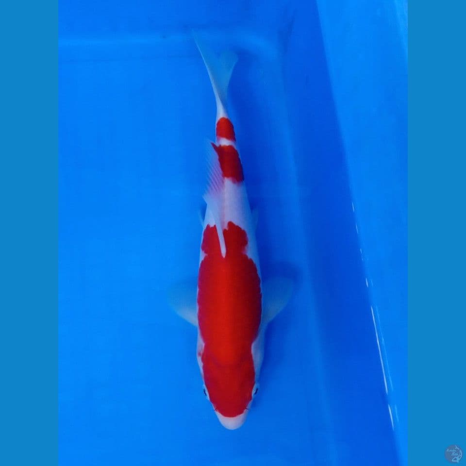 KOHAKU STRONG MALE 27CM