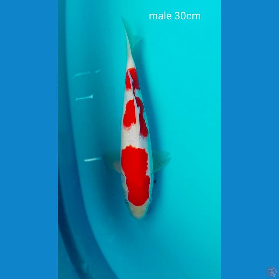 sq kohaku ori male 30cm