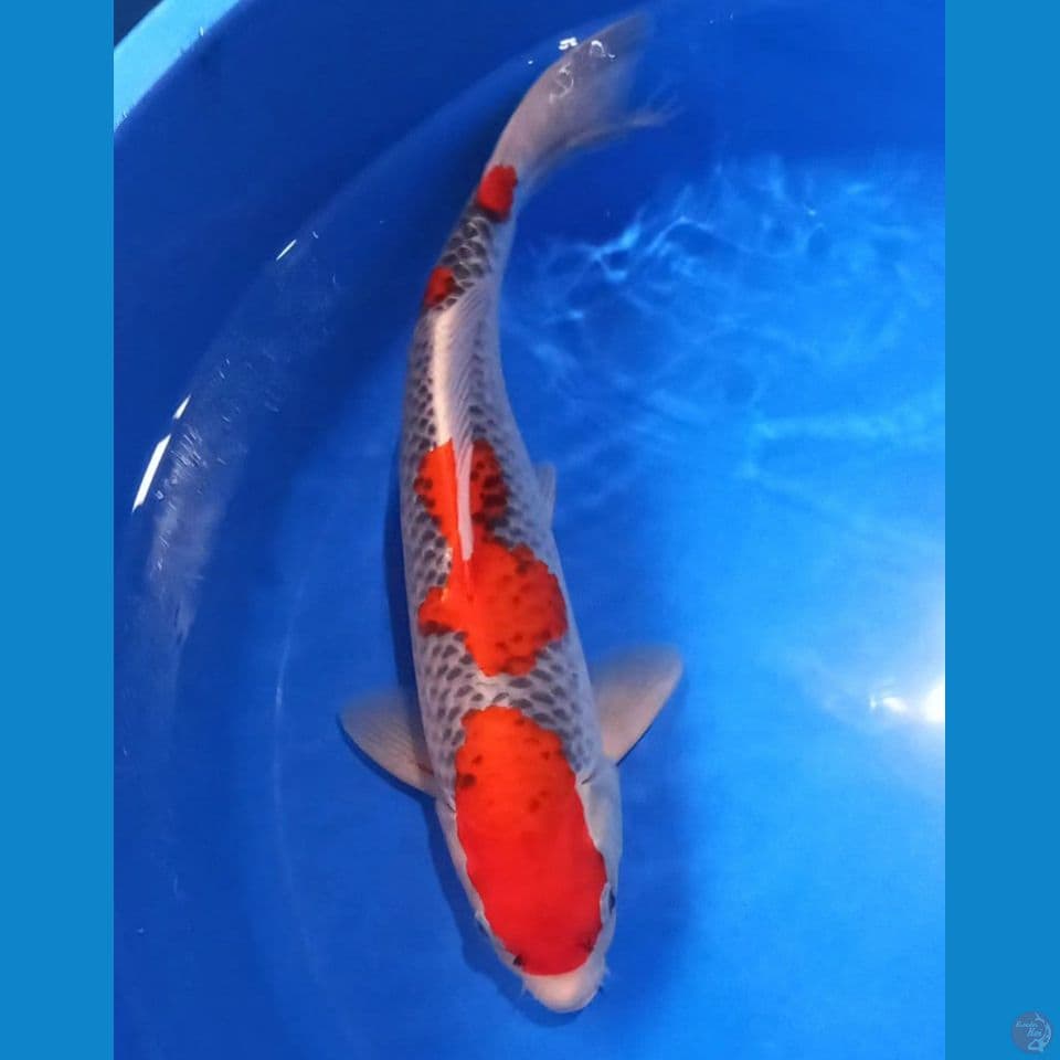 HQ GOSHIKI 40CM MALE