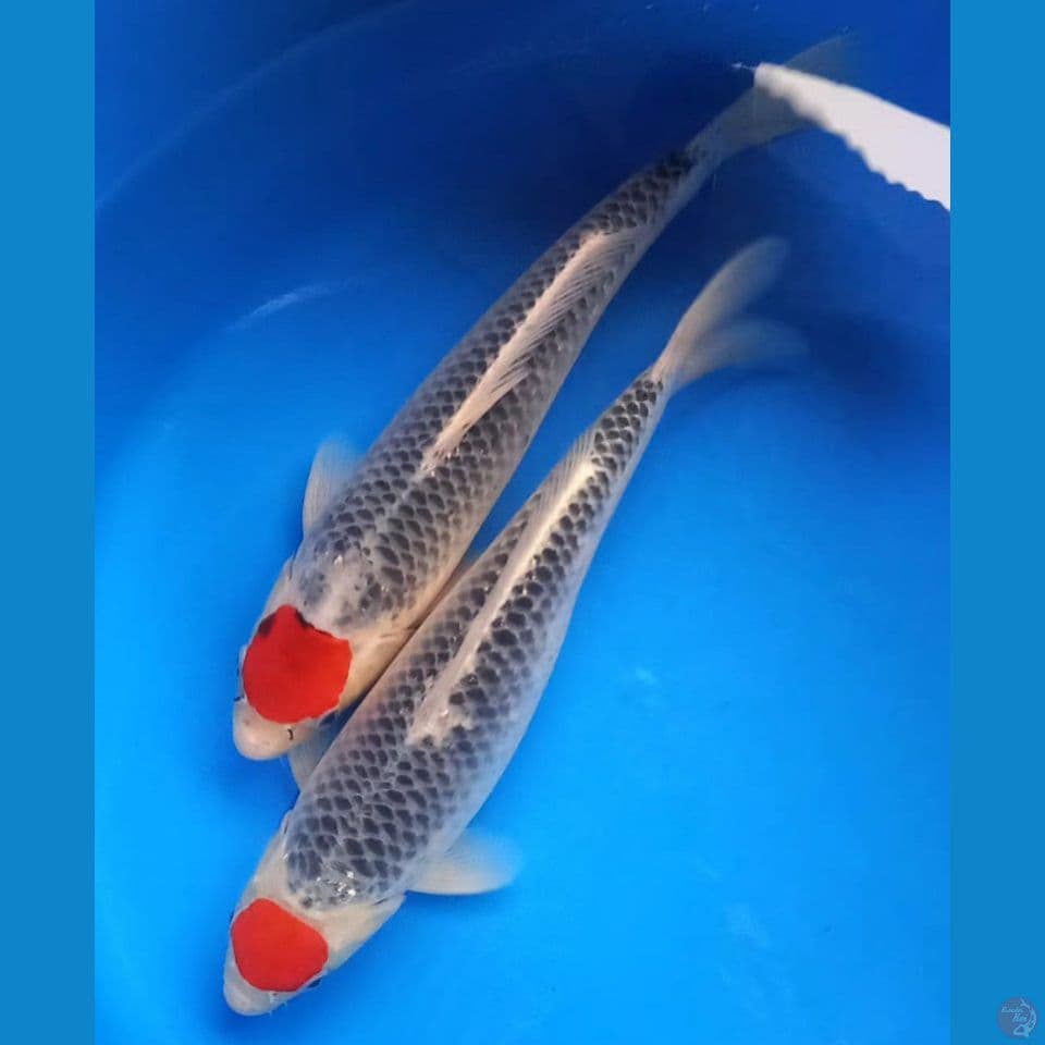 DUO TANCHO GOSHIKI 36-38CM