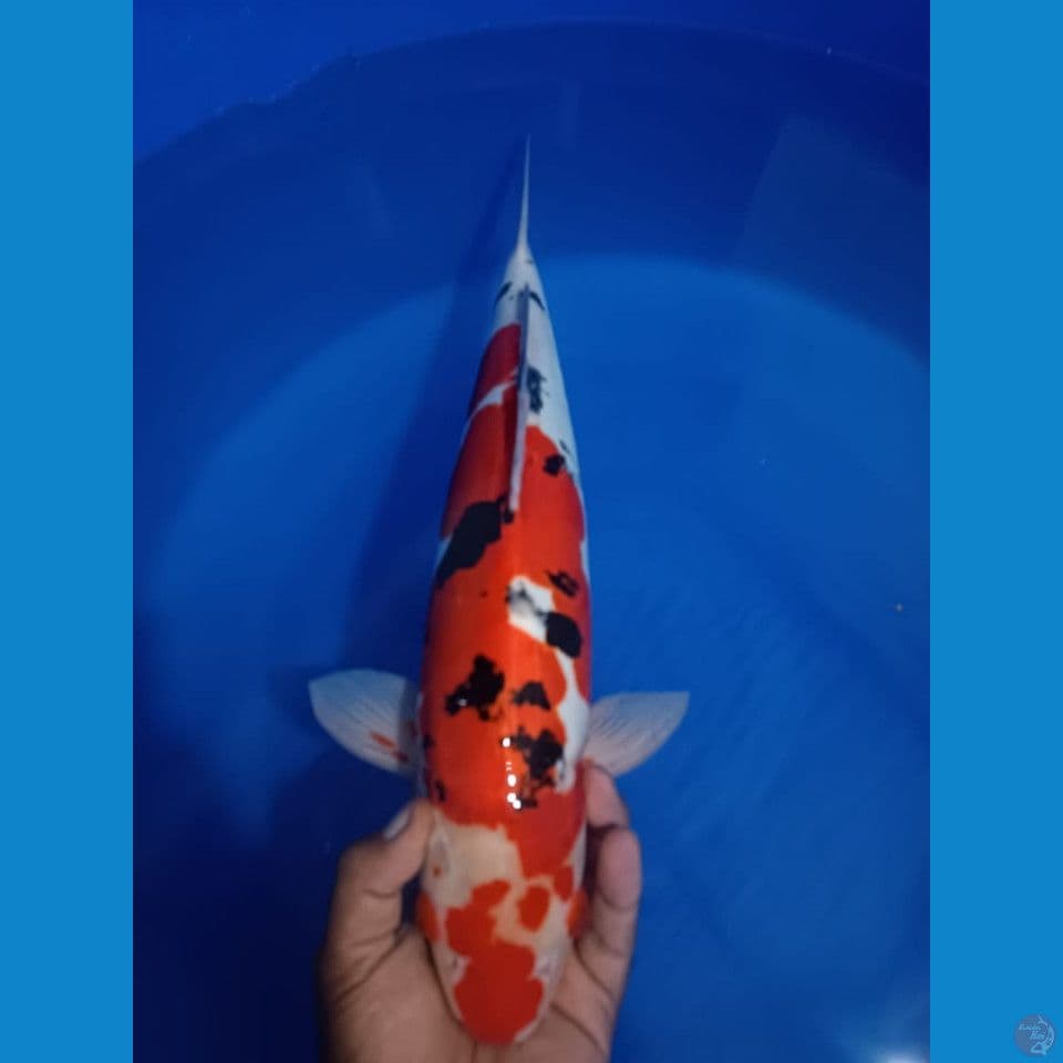 DOITSU 50CM