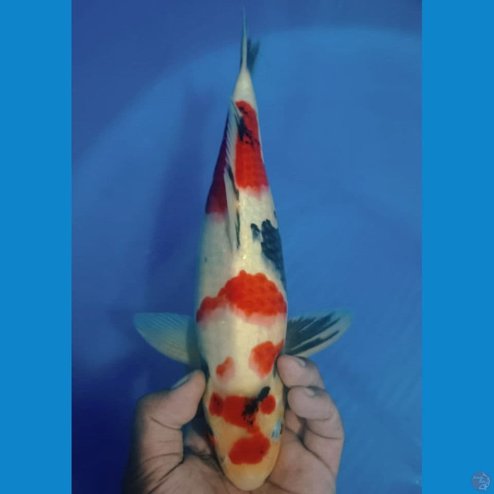 SHOWA 35CM