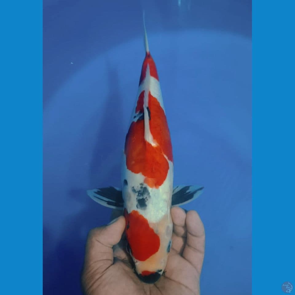 SHOWA DOITSU 35CM